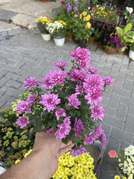 زهر بارد