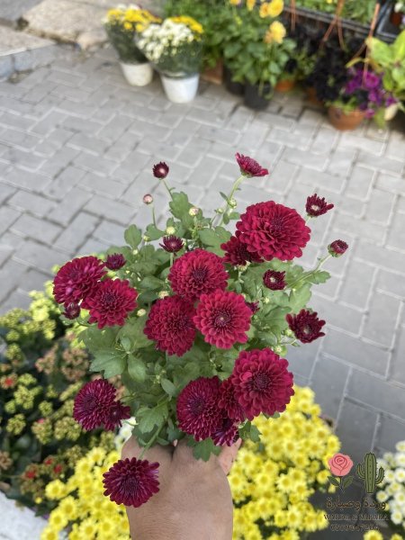 احمر مكبس