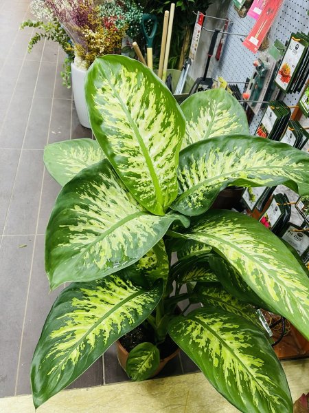 دفنباخيا تروبيك