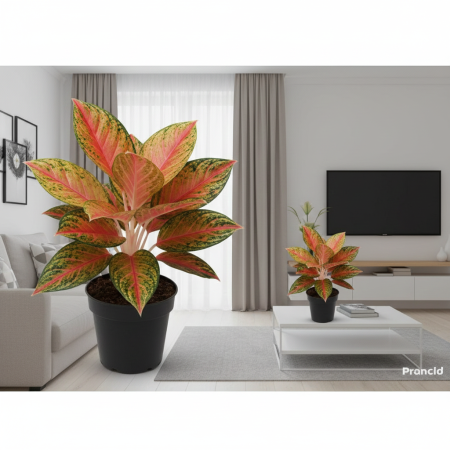 اجلونيما احمر