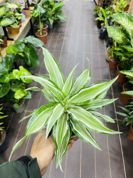 دراسينا وارنيكي