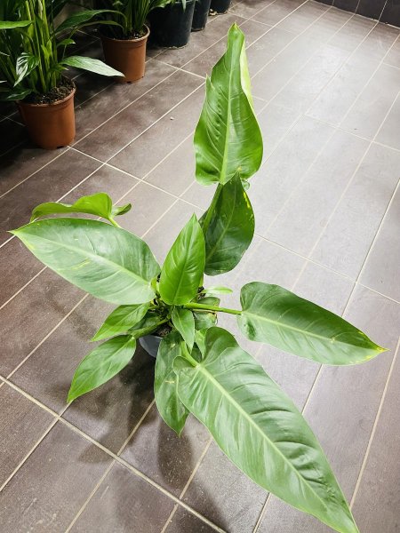 فيلوديندرون امبريال