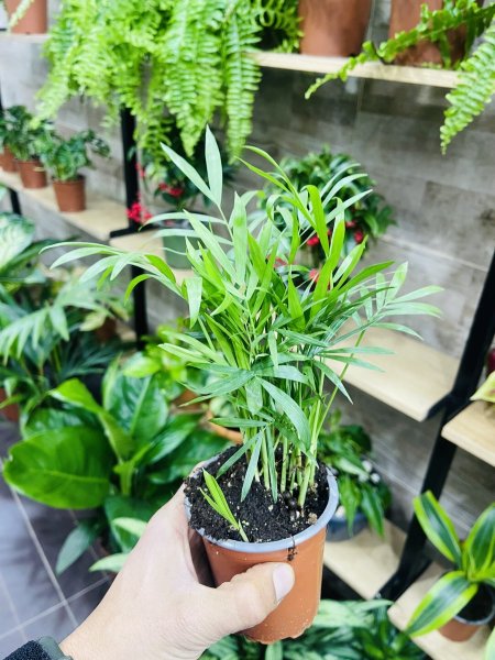 نخل خمدوريا