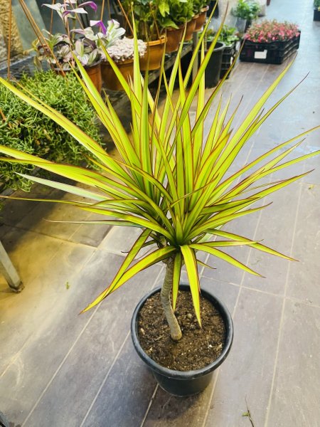 دراسينيا مارجيناتا