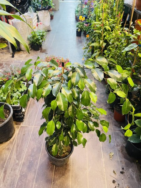 فيكس ( بنجامينا )