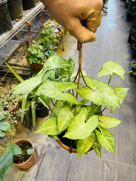 سنجونيوم ( رجل البطة )