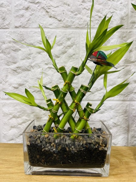 لاكي بامبوو ( عصى موسى )