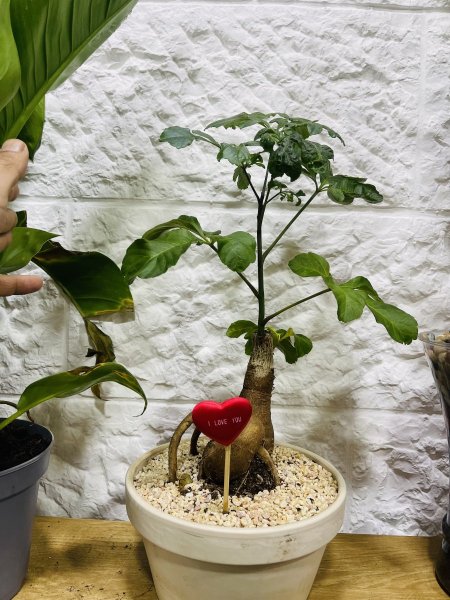 بونساي ( راديرماشيرا)