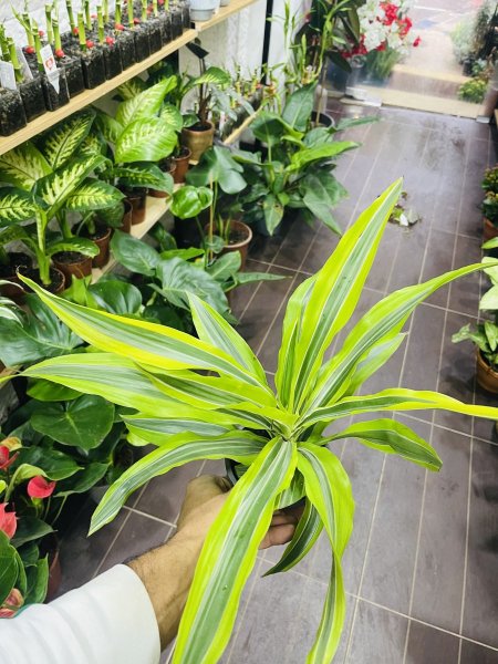 دراسينا( ليمون لايم )