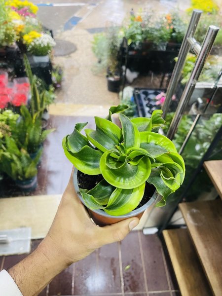 دراسينا ( تورنيدو )