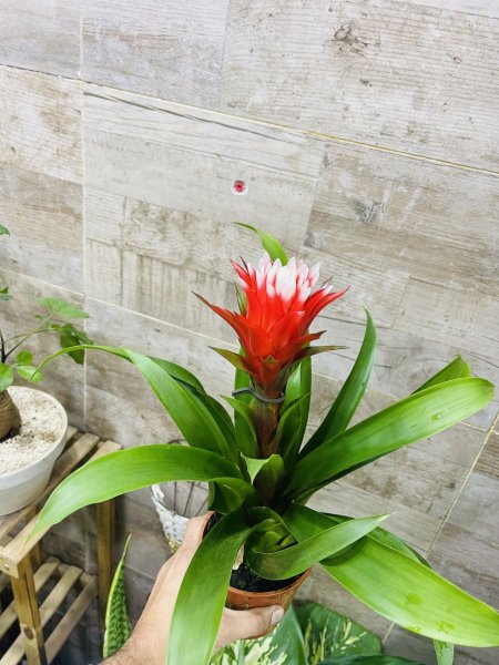 جوزمانيا هوب