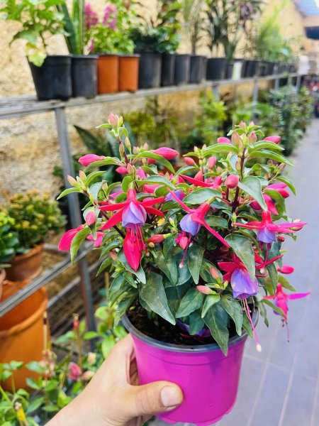 فوشيا ( راقصة الباليه )