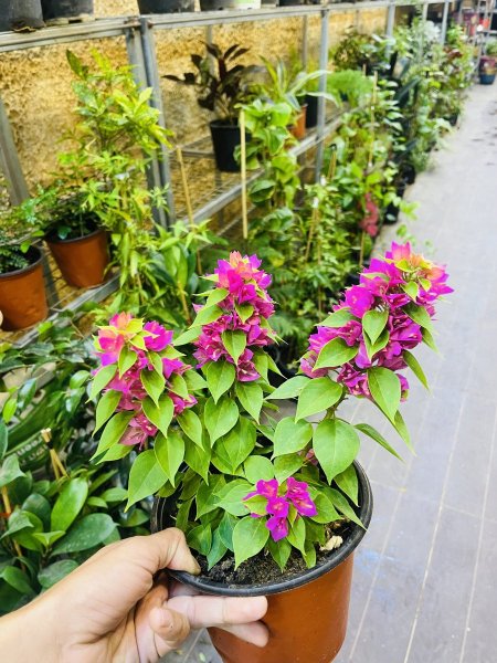 جهنمية قزمية (نانّا)