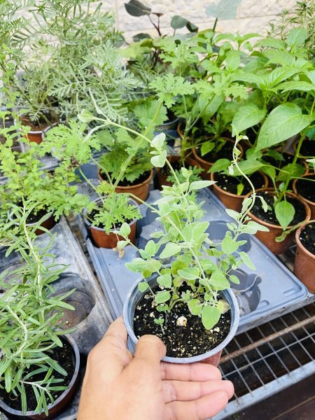 زعتر بلاط ، زعيتمانه ، زعتر شاي