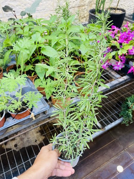 روز ماري ، اكليل الجبل ، حصى البان