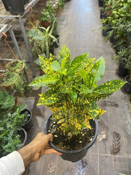 ميني كروتون