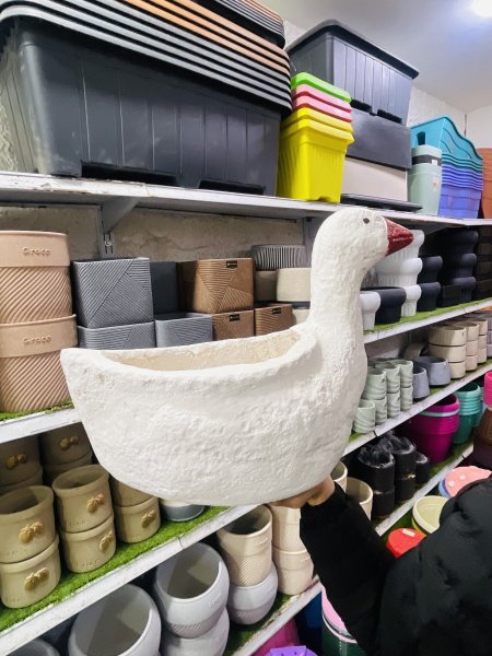 قوار بطة زينة