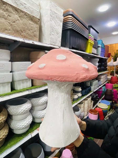 فطر زينة حجر