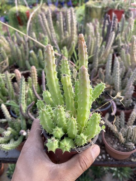 نجمة البحر (Stapelia )