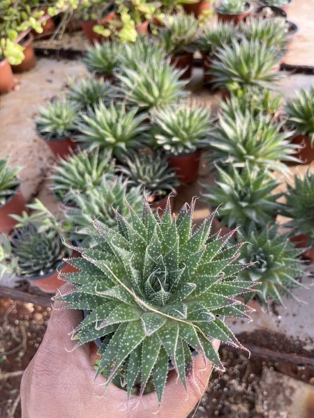 ألو اريستاتا