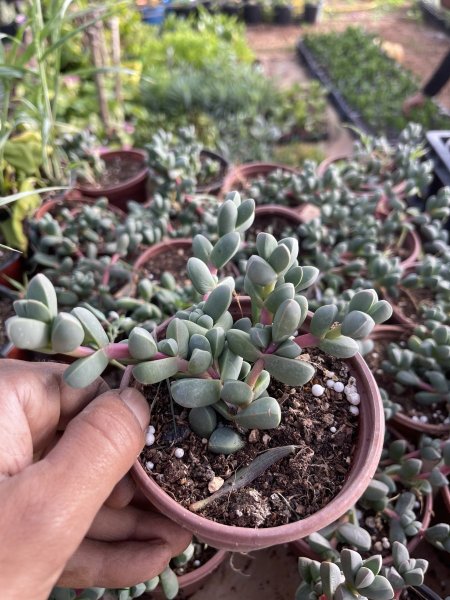 اصابع الثلج