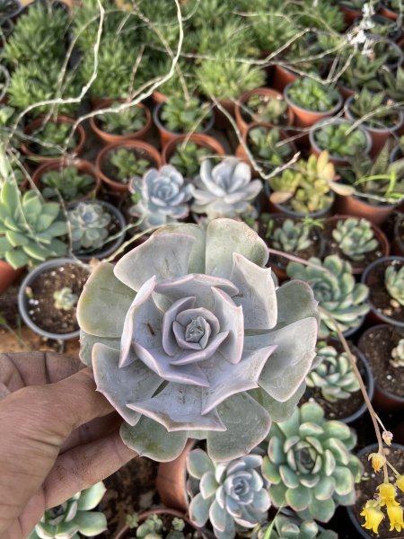 اشفيريا ليلانسينا