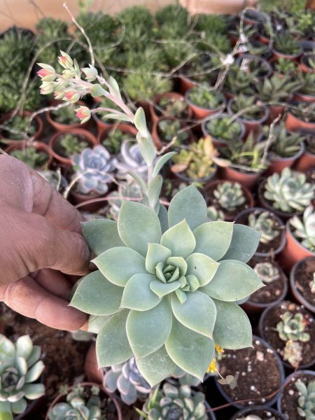 ايشفيريا ( توبسي تورفي )