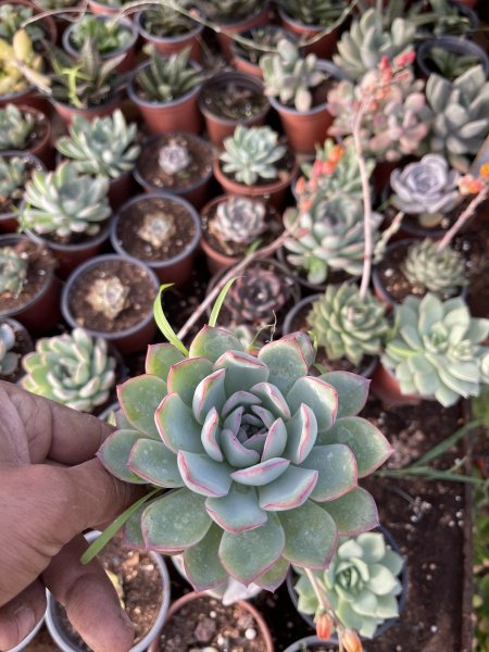 اشفيريا ( الجوهرة )