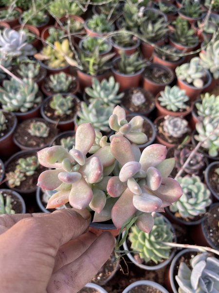 الحجر الوردي