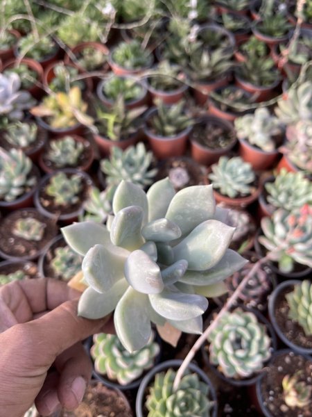 القمر الفضية