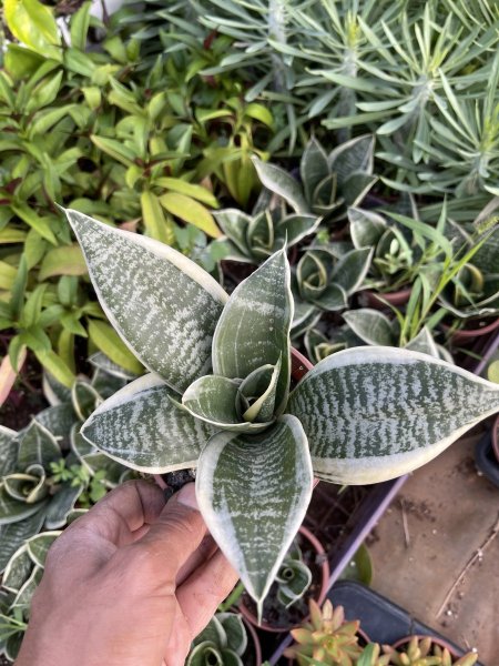 سنسفيرا مقزم