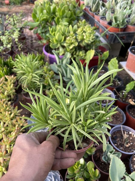 بيبي روميا ( فيريري )