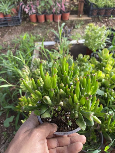 كراسولا ( اذن الارنب )