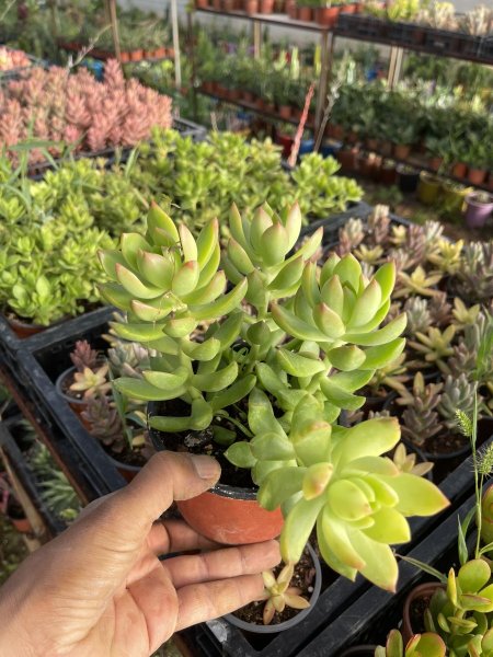 سيدوم ( ادولفي )