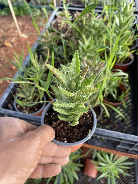 الوفيرا (زنزيبار )