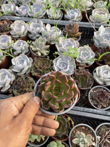 اشفيرا ( الامير الاسود )