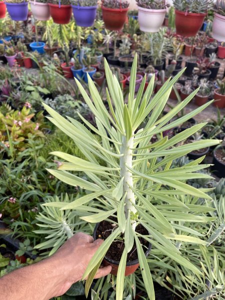 سنيسيو ( بالميري )