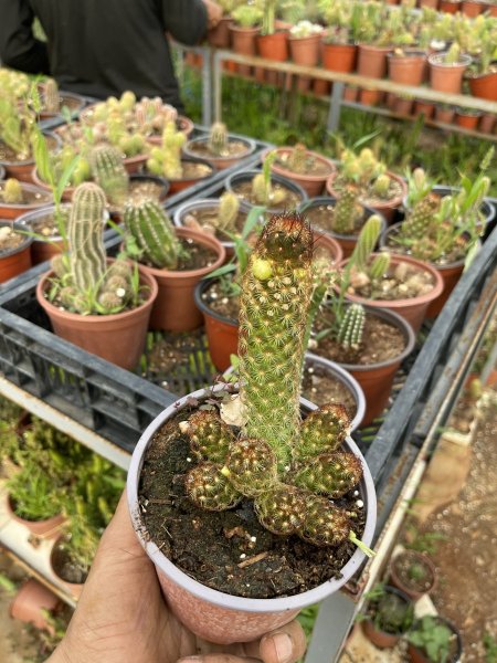 اصابع السيدة