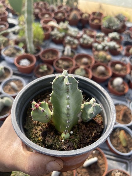 القلعة الشائكة