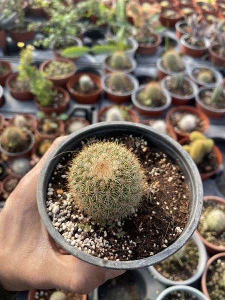 الماميلاريا