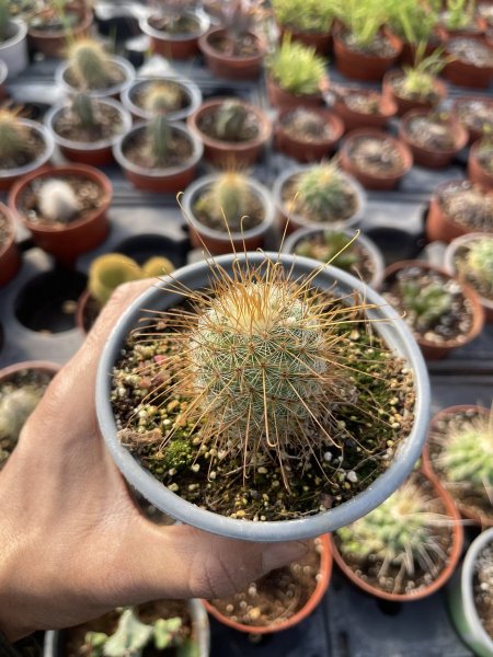 صنارة الصيد