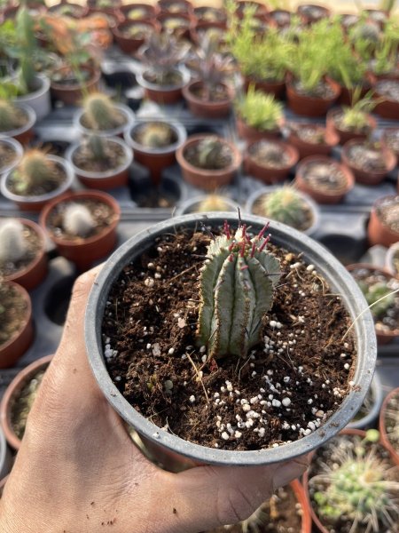 أيفوربيا الشوك الأحمر