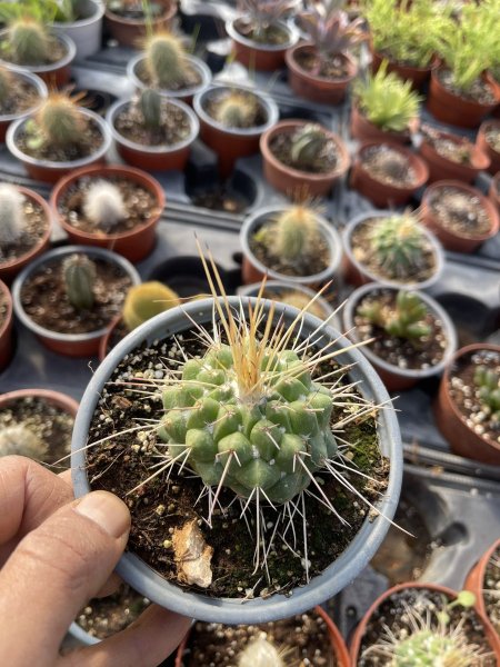 البرميل الشوكي