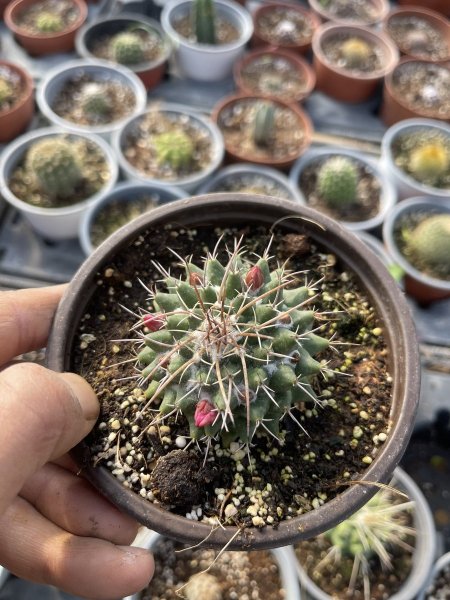 التاج الوردي