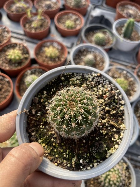 نجمة الصباح