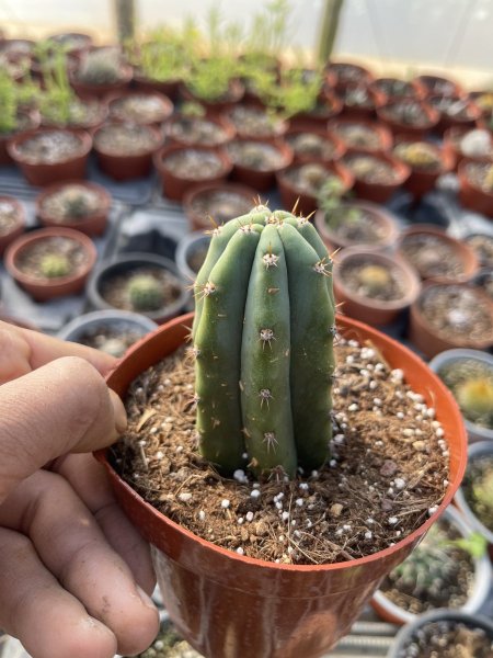 العمود الأخضر