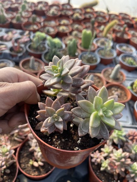 نجمة الصخور