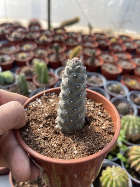 كوز الصنوبر