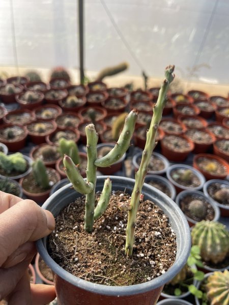 أصابع الصحراء