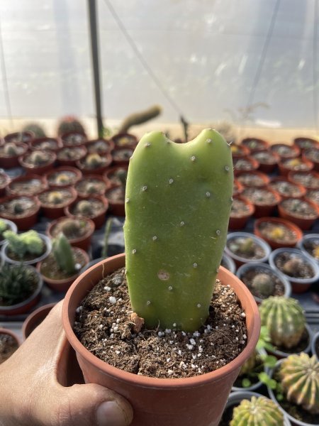 أوبونتيا عديمة الأشواك